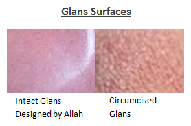 Glans surfaces